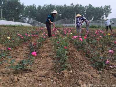 江苏月季花种植大户,玩转网络销售,专访苏州天狼月季基地